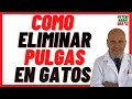 🟢 Cómo Acabar con las PULGAS de mi Gato 🟢 5 Remedios Caseros Contra las Pulgas en gatos Bebés