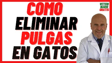 ¿Qué odian las pulgas de los gatos?