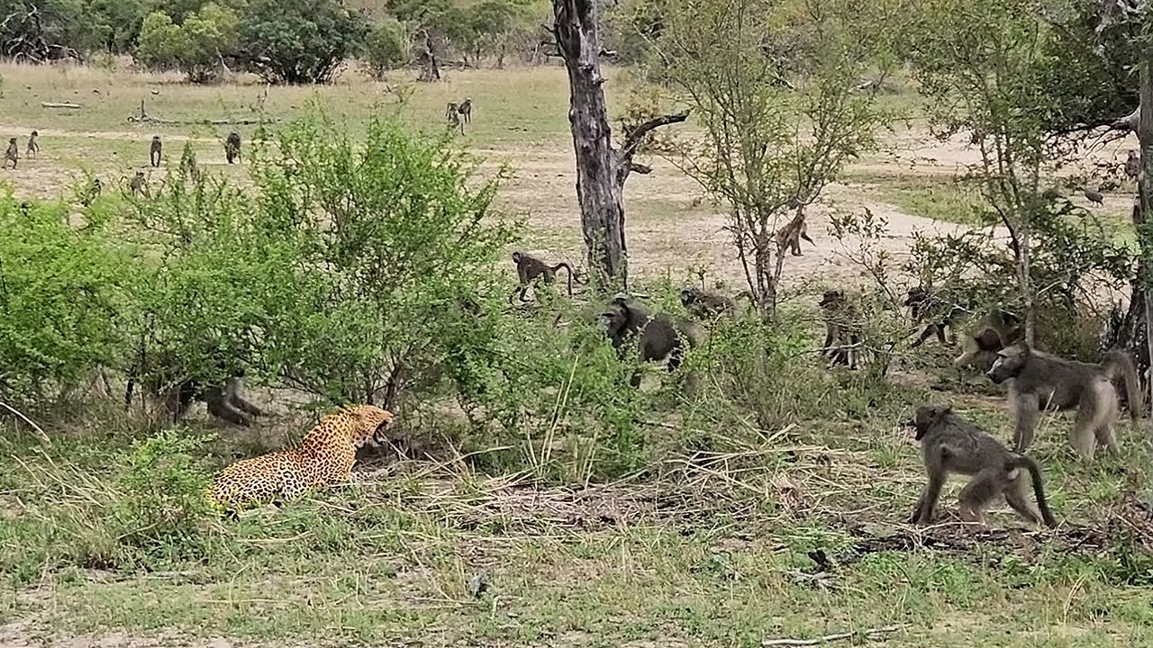 LEOPARD vs BABOONS