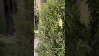 Искусственное дерево туя эйр элеганс, Бельгия, от 90 до 210 см