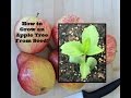 How to Grow an Apple Tree From Seed!