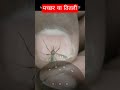 मच्छर की भिनभिनाहट का रहस्य! | How Mosquito Makes Sound? | Biology Facts