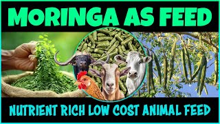 Moringa (Drumstick) Cultivation for Green Fodder | Moringa as Cow, Goat, Chicken, and Buffalo Feed screenshot 4