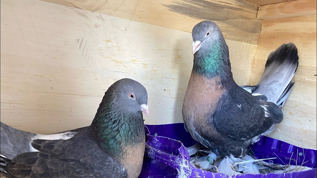 Miro güvercinlerimin kümesini dizayn ettim