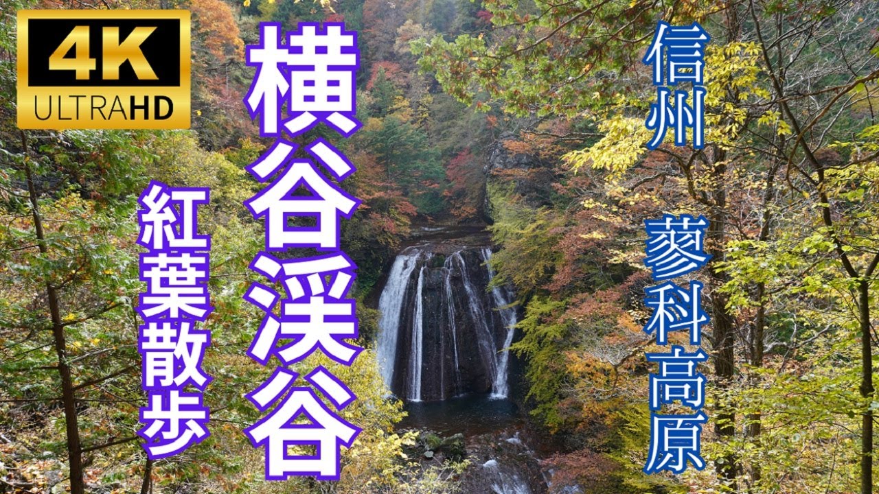 【紅葉】信州蓼科高原八ヶ岳の麓　横谷渓谷　紅葉散歩　2023　＃紅葉＃秋＃信州＃横谷渓谷＃蓼科高原