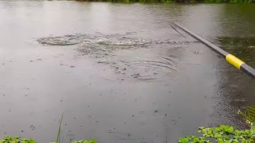 Cá Rít Cước Căng Đét 🥰 Màn Câu Lục Bằng Cần Tay  Bá Đạo Nhất Thế Giới