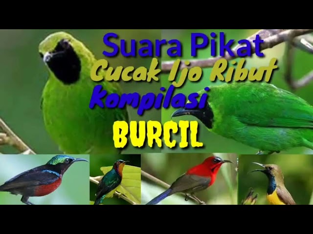 suara pikat cucak ijo mini ribut kompilasi burcil class=