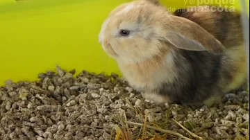 ¿Qué necesitan los conejos en su jaula?
