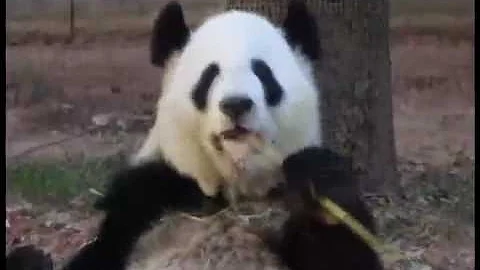 O que está sendo feito para evitar a extinção do urso panda?