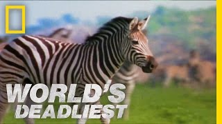 Zebra vs. Zebra | World's Deadliest