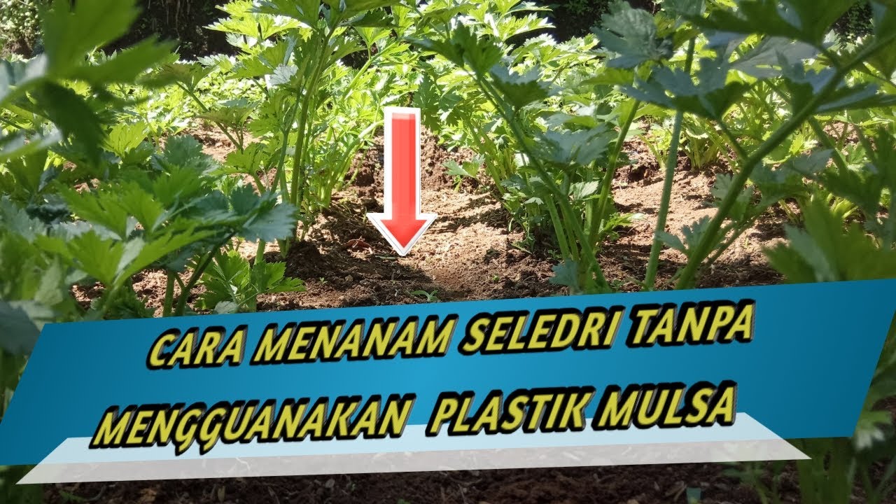 cara menanam seledri tanpa mengunakan plastik mulsa