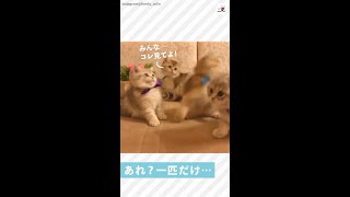【マイペースな子猫ちゃん】みんながオモチャに釘付けの中、1匹だけ…