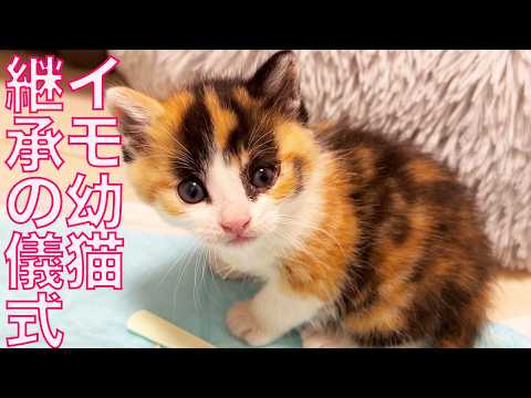 よちよち幼猫姉妹、伝統を受け継ぐ儀式 Naming the Kitties - YouTube