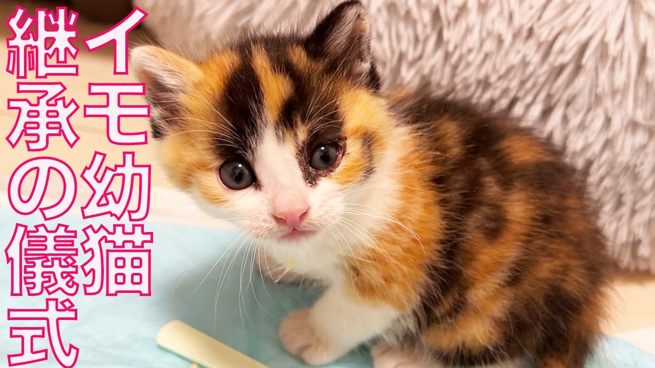 mizutamakirari様❤オーダー❤️チーターベビちゃん♡双子子猫ちゃん♡ よちよち幼猫姉妹、伝統を受け継ぐ儀式 Naming the Kitties - YouTube
