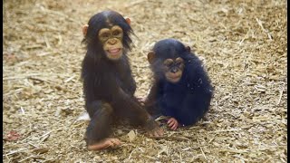 Baby Maisie Plays With Chimps Lola & Violet