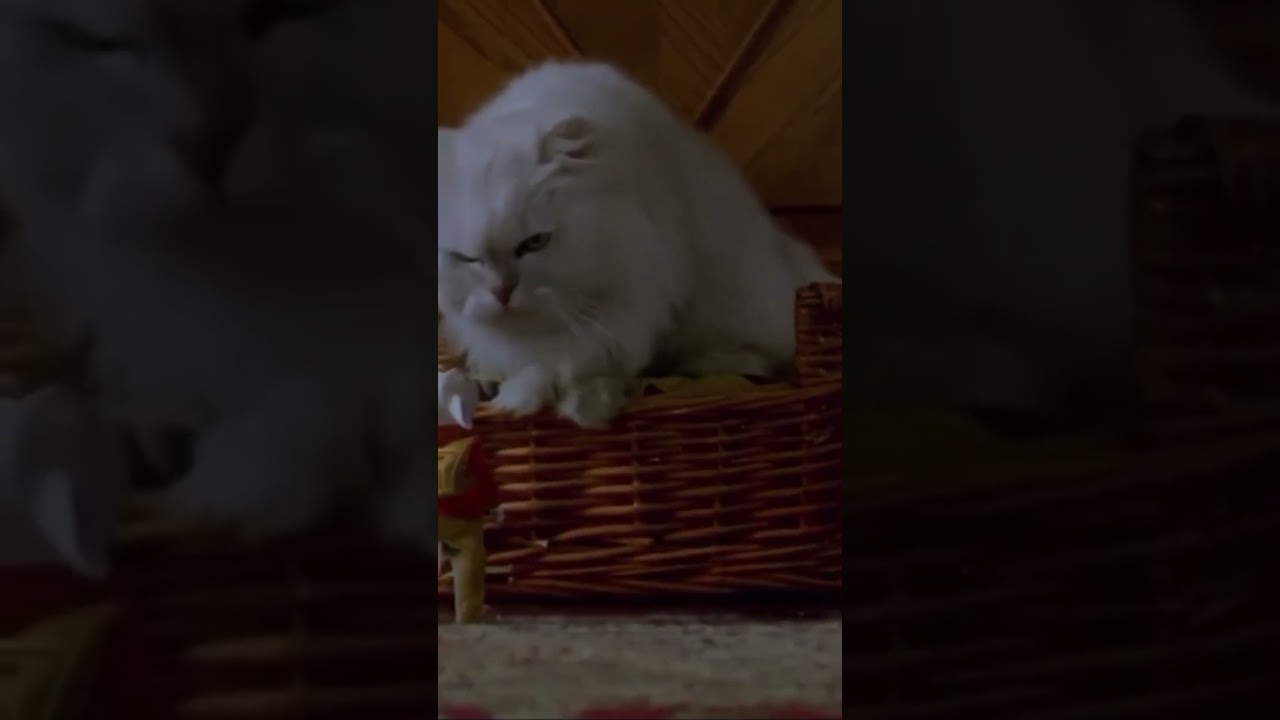 Stuart Little 2 - Snowbell “This better be important.”