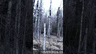 Pack of Coyotes Caught on GardePro Trail Camera