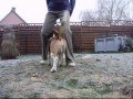 Dog dancing pard brti s dorka