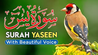 Most beautiful recitation of Surah Yaseen (Yasin) سورة يس |  SOFT VOICE screenshot 4