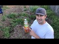 KILL FIRE ANTS FAST with Orange oil And Water