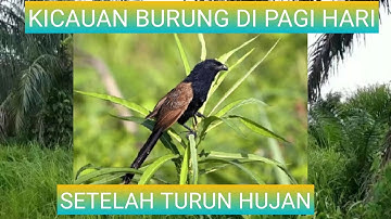 MERDUNYA SUARA BURUNG PAGI HARI DIPEDESAAN