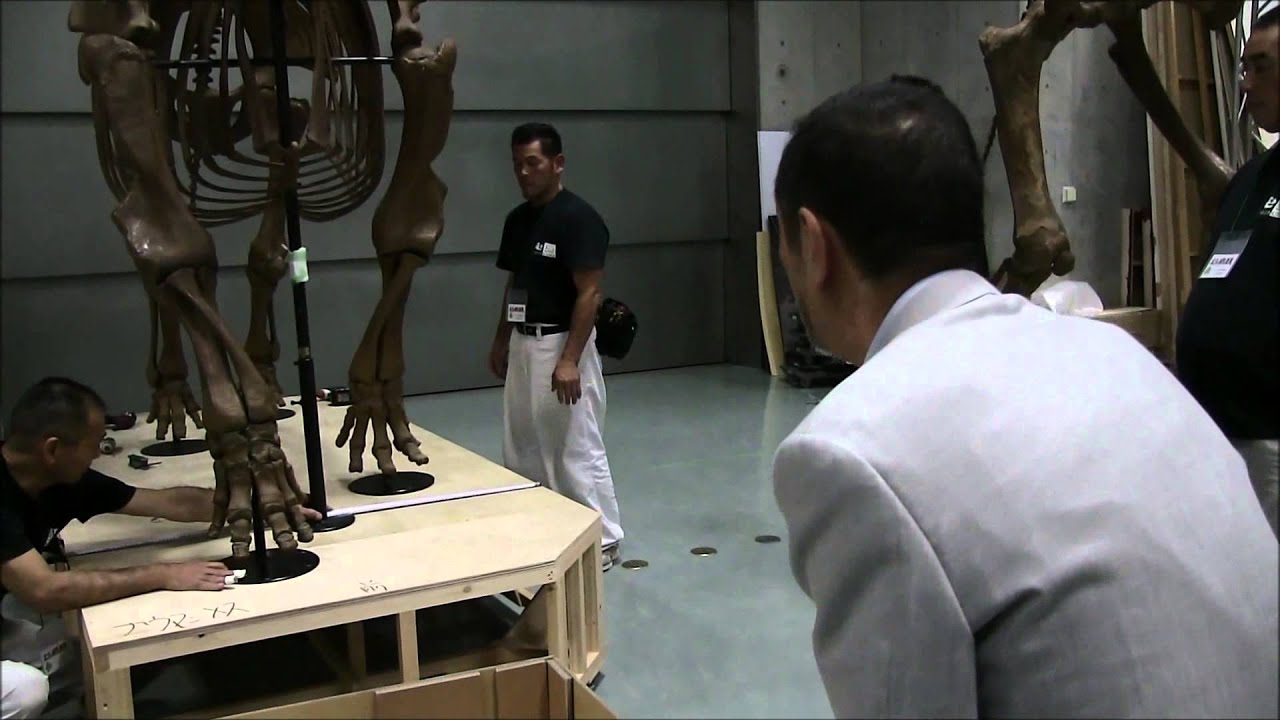 ナウマンゾウ全身復元骨格の組み立て - YouTube