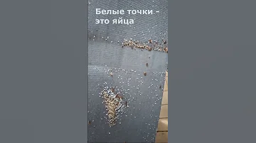 Гнезда клопов на диване - с яйцами, нимфами и кучами сброшенных хитинок