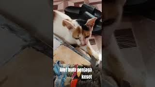 ulet bulu penjaga keset #shortvideo #shorts