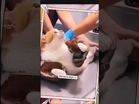 Вот ты и попался Кастрируют кота зря или поделом прикол кот смешныекоты мем тренды 