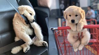 Funny and Cute golden retriever Puppies Compilation #1 Cutest Golden Puppy 2020