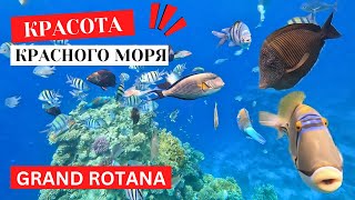 Коралловый риф Grand Rotana ❗️ Шарм 🇪🇬 Египет 2024