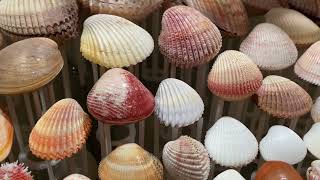 Some Cardiidae/Cockle shells from my collection, more bivalves.