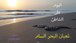 ثعبان البحر السام..اليوم على شاطئ صحار