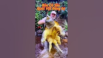 Rùa Cá Sấu – Quái Vật Đáng Sợ Bậc Nhất Tự Nhiên! 🐢⚡️#ĐộngVật#Shorts#ShortsVietnam