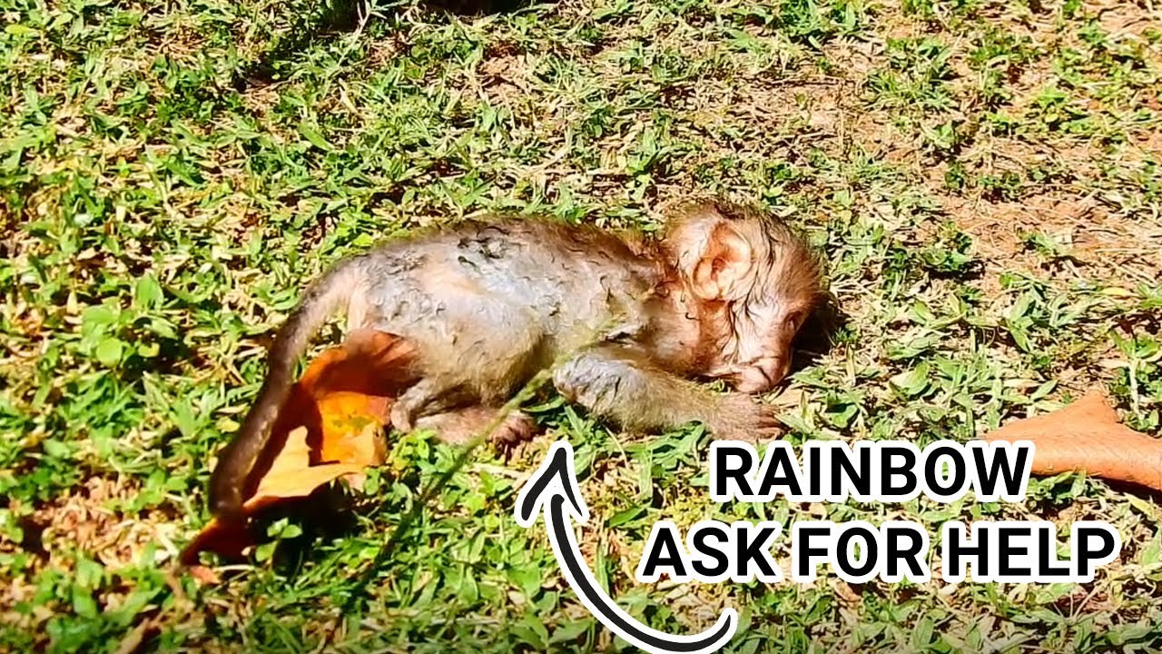 The baby Rainbow monkey cried loudly to ask his mother to take him to the ground