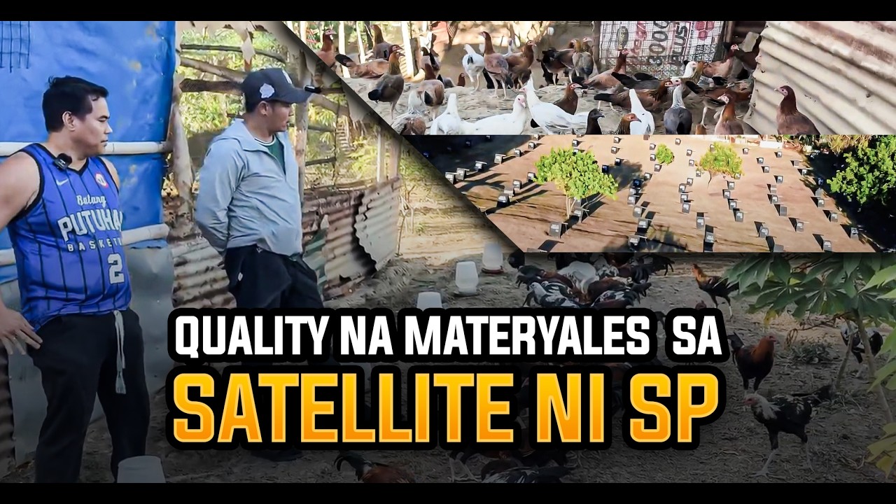 De-Kalidad na Manok sa SP Satellite - Apo ni Parada