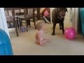 Baby laughing at dog playing with a balloon!!