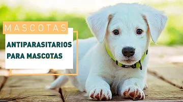 ¿Cuál es el antiparasitario más eficaz para los perros?