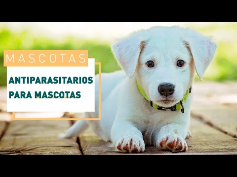 Todo sobre los antiparasitarios para perros y gatos | Verdecora