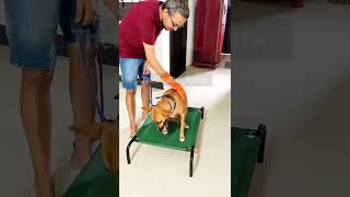 2 yr old #aggressive #indie #dog | #dogtraining #dogtransformation #dogvideos #shorts #india