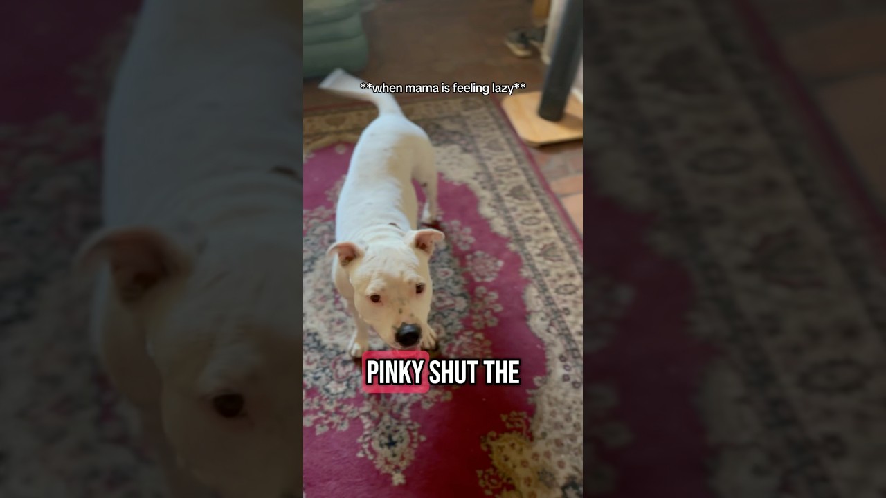 Pitbull shuts the door when told. Smarty 😂 