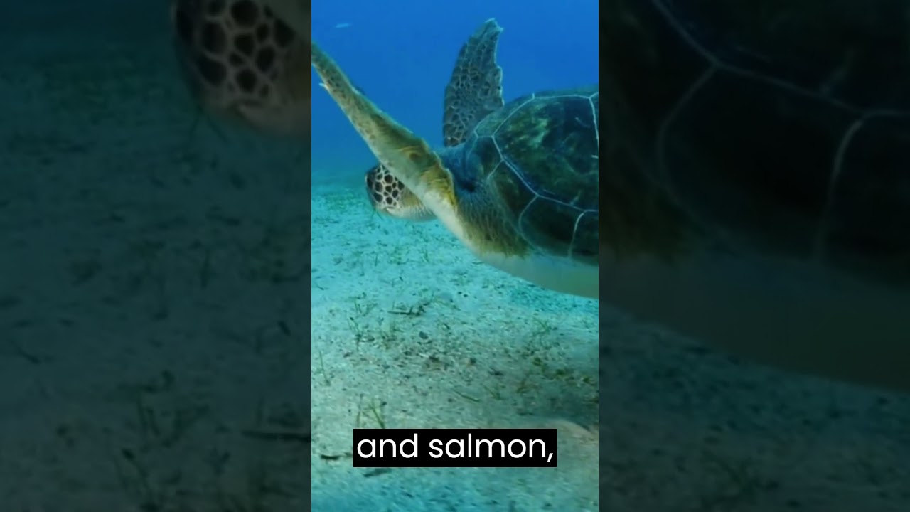 Fascinating Facts About Animal Migration.