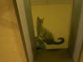 Cats II