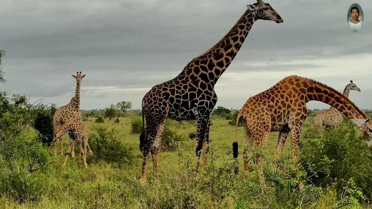 Watch group the giraffe, wildlife
