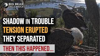 Shadow's Scary Moment on Nest…Tension & Separation Followed — Would they Reunite | Big Bear Eagles