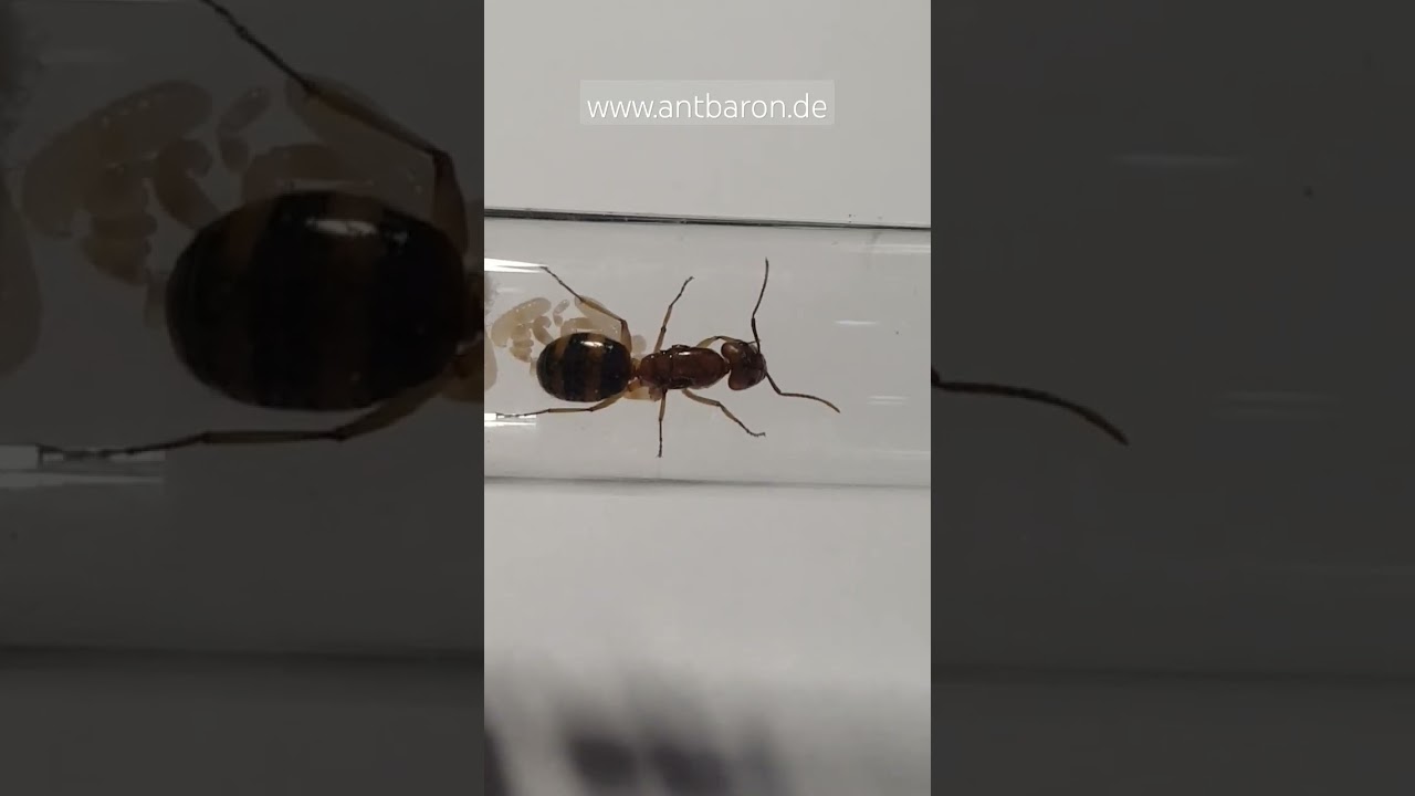 Camponotus maculatus subnudus | Antbaron | 