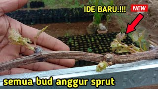 PETANI ANGGUR TERKEJUD ‼️ TUNAS BUD ANGGUR SEPRUT SEMUA KOK BISA.‼️