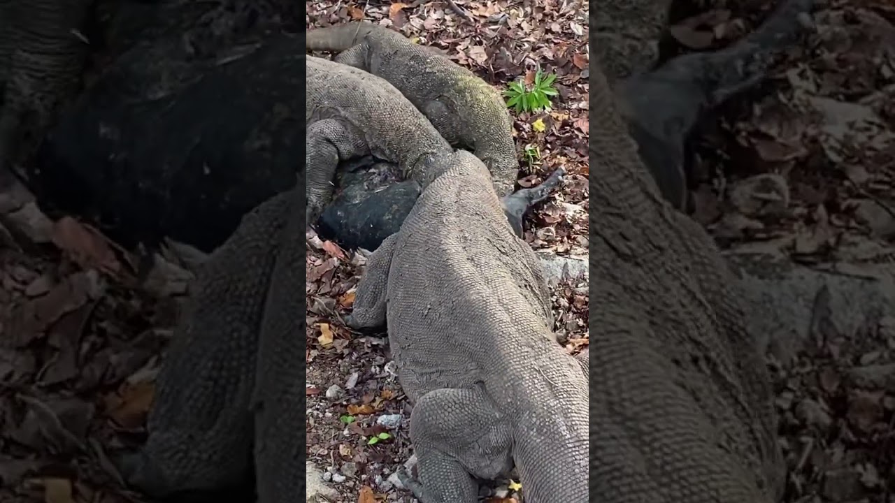 Komodo eating wild boar or goat? 