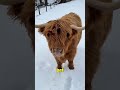 mini pet cow