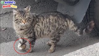 Goodbye my hands! Tearful End of Stray Cat After Inhumane Act of Human